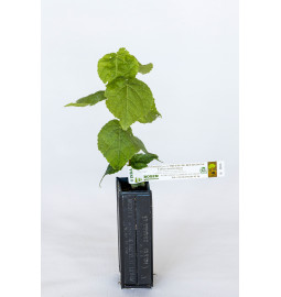 Planta trufera de Tilo pequeño (tilia cordata) micorrizada con trufa de Borgoña (tuber uncinatum)