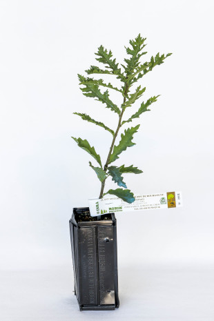 Plant truffier de chêne chevelu (quercus cerris) mycorhizé truffe de bourgogne (tuber uncinatum)