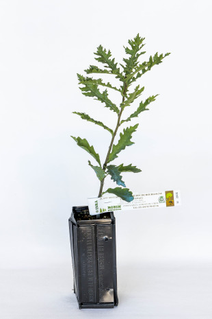 Trüffelbaum aus Haariger Eiche (Quercus cerris) mit Mykorrhiza aus Burgunder-Trüffel (Tuber uncinatum) Trüffelbaum aus Haariger Eiche (Quercus cerris) mit Mykorrhiza aus Burgunder-Trüffel (Tuber uncinatum)