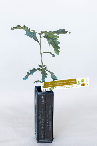 Trüffelbaum aus Flaumeiche (Quercus pubescens) mit Mykorrhiza aus weißer Alba-Trüffel (Tuber magnatum)