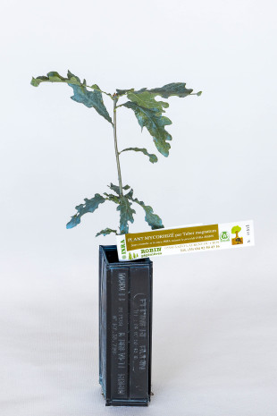 Pianta tartufigena di roverella (quercus pubescens) micorizzata con tartufo bianco (tuber magnatum)