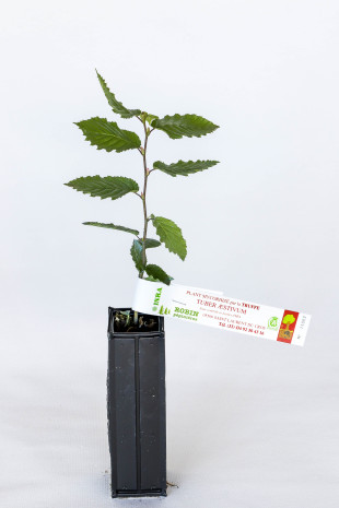 Pianta tartufigena di carpino bianco (carpinus betulus) micorizzato con tartufo nero estivo (tuber aestivum)