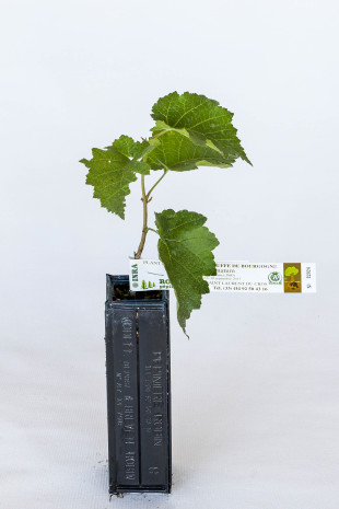 Plant truffier de noisetier de byzance (corylus colurna) mycorhizé truffe de Bourgogne (tuber uncinatum)