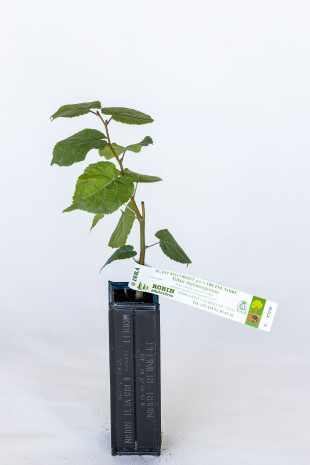 Truffle plant of basswood (tilia cordata) mycorrhized with black truffle (tuber melanosporum)