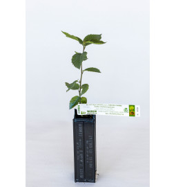 Planta trufera de carpe común (carpinus betulus) micorrizada con trufa negra del Périgord (tuber melanosporum)