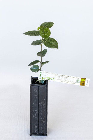 Truffle plant of common hornbeam (carpinus betulus) mycorrhized with Burgundy truffle (tuber uncinatum)