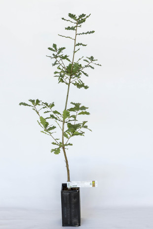 Plant truffier de chêne blanc (quercus pubescens) mycorhizé truffe de bourgogne (tuber uncinatum)