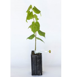 Plant truffier de tilleul à petites feuilles (tilia cordata) mycorhizé truffe de Bourgogne (tuber uncinatum)