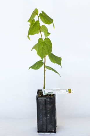 Truffle plant of basswood (tilia cordata) mycorrhized with burgundy truffle (tuber uncinatum)