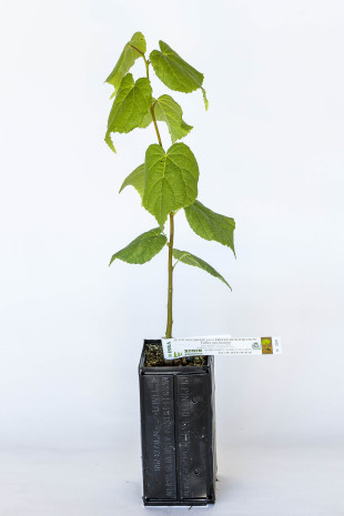 Plant truffier de tilleul à petites feuilles (tilia cordata) mycorhizé truffe de Bourgogne (tuber uncinatum)