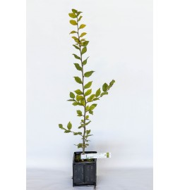 Pianta tartufigena di carpino bianco (carpinus betulus) micorizzato con tartufo nero (tuber melanosporum)