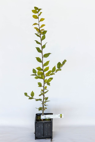 Pianta tartufigena di carpino bianco (carpinus betulus) micorizzato con tartufo nero (tuber melanosporum)