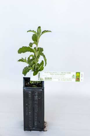 Trüffelpflanze aus Zistrose (Cistus incanus) mit Mykorrhiza der schwarzen Trüffel (Tuber Melanosporum)