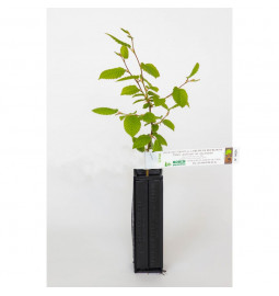 Impianto di tartufo di carpino nero (ostrya carpinifolia) micorizzato con tartufo nero (tuber melanosporum)