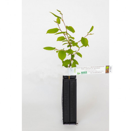 Impianto di tartufo di carpino nero (ostrya carpinifolia) micorizzato con tartufo nero (tuber melanosporum)