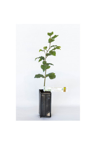 Planta trufera de avellano común (corylus avellana) micorrizada con trufa de verano (tuber aestivum) Planta trufera de avellano común (corylus avellana) micorrizada con trufa de verano (tuber aestivum)