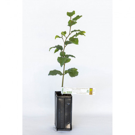 Truffle plant of hazel (corylus avellana) mycorrhized with summer truffle (tuber aestivum)