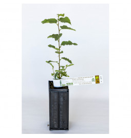Planta de avellano frutal (corylus avellana tonda gentile) micorrizada con trufa de Borgoña (tuber uncinatum)