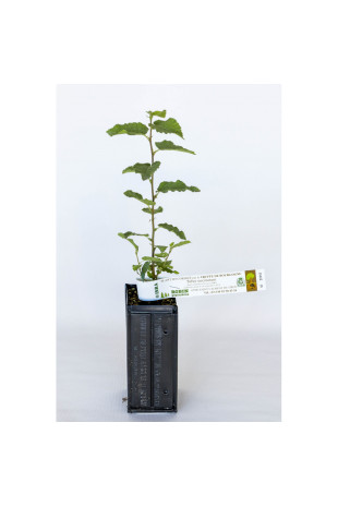 Pianta tartufigena di nocciòlo champion® (corylus avellana tonda gentile) micorizzata con tartufo di Borgogna (tuber uncinatum)