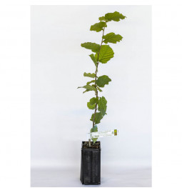 Planta de trufa avellano frutal (corylus avellana fertile de coultard) micorrizada de trufa negra (tuber melanosporum)