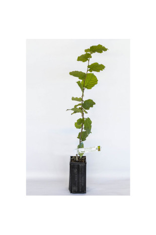 Planta de trufa avellano frutal (corylus avellana fertile de coultard) micorrizada de trufa negra (tuber melanosporum)