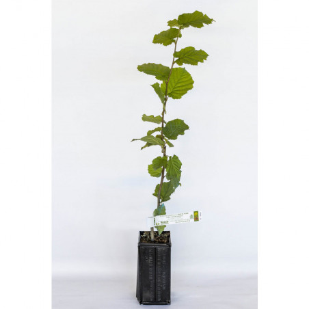 Planta de trufa avellano frutal (corylus avellana fertile de coultard) micorrizada de trufa negra (tuber melanosporum)