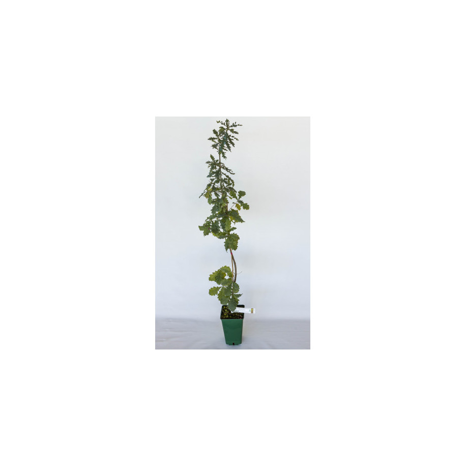 Plant truffier de chêne pedonculé (quercus pedonculata) mycorhizé truffe blanche d'Alba (tuber magnatum)