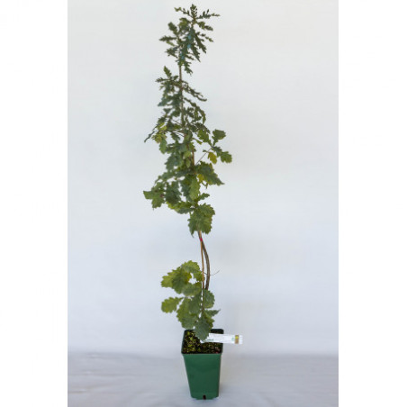 Pianta tartufigena di farnia (quercus pedonculata) micorizzata con tartufo bianco (tuber magnatum)