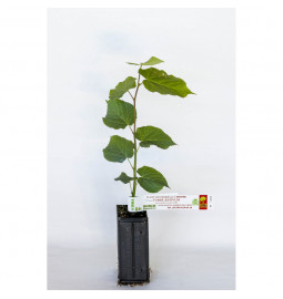 Kleineinblättrige Linde (Tilia cordata) mit Sommertrüffel (Tuber aestivum) als Mykorrhiza