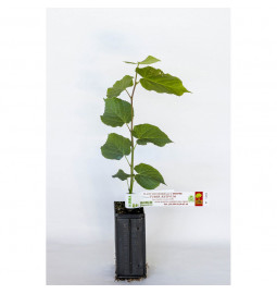 Plant truffier de tilleul à petites feuilles (tilia cordata) mycorhizé truffe d'été (tuber aestivum)