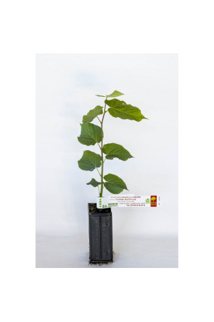 Kleineinblättrige Linde (Tilia cordata) mit Sommertrüffel (Tuber aestivum) als Mykorrhiza
