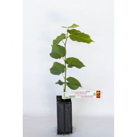 Kleineinblättrige Linde (Tilia cordata) mit Sommertrüffel (Tuber aestivum) als Mykorrhiza