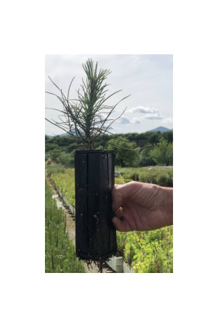 Young plant of Austrian black pine (Pinus nigra austriaca)