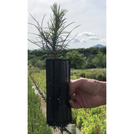 Young plant of Austrian black pine (Pinus nigra austriaca)