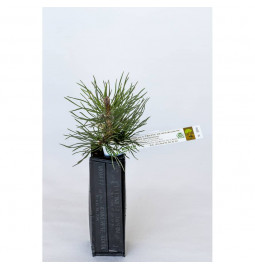 Planta de trufa de pino negro de Austria (pinus nigra austriaca) micorrizada con trufa de Borgoña (tuber uncinatum)