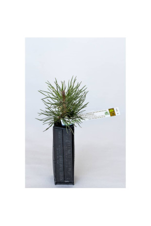 Planta de trufa de pino negro de Austria (pinus nigra austriaca) micorrizada con trufa de Borgoña (tuber uncinatum)