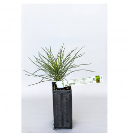 Trüffelpflanze aus österreichischer Schwarzkiefer (Pinus nigra austriaca) mit Mykorrhiza aus Burgunder Trüffel (Tuber uncinatum)