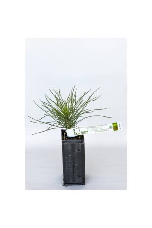 Planta de trufa de pino negro de Austria (pinus nigra austriaca) micorrizada con trufa de Borgoña (tuber uncinatum)
