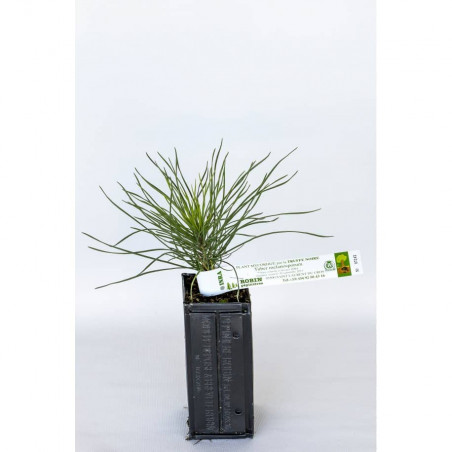 Planta de trufa de pino negro de Austria (pinus nigra austriaca) micorrizada con trufa de Borgoña (tuber uncinatum)