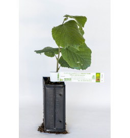 Planta de trufa avellano frutal (corylus avellana tonda romana) micorrizada de trufa negra del Périgord (tuber melanosporum)