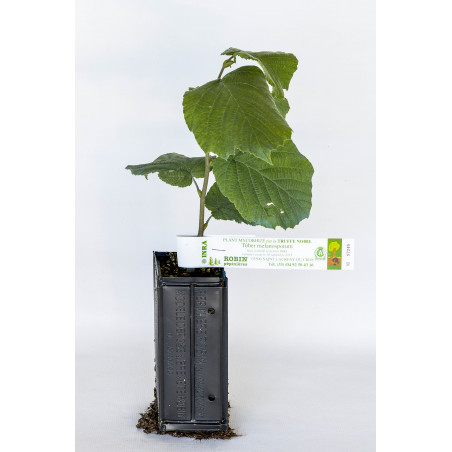 Planta de trufa avellano frutal (corylus avellana tonda romana) micorrizada de trufa negra del Périgord (tuber melanosporum)