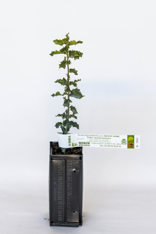 Trüffelpflanze aus Kermeseiche (Quercus coccifera) mit Mykorrhiza aus schwarzer Trüffel aus dem Périgord (Tuber melanosporum) Trüffelpflanze aus Kermeseiche (Quercus coccifera) mit Mykorrhiza aus schwarzer Trüffel aus dem Périgord (Tuber melanosporum)