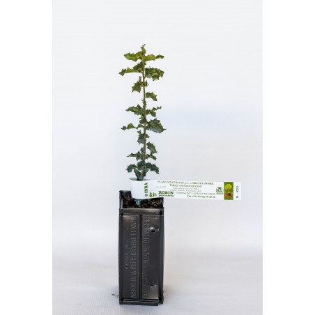 Trüffelpflanze aus Kermeseiche (Quercus coccifera) mit Mykorrhiza aus schwarzer Trüffel aus dem Périgord (Tuber melanosporum)