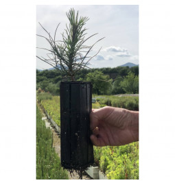 Young plant of Austrian black pine (Pinus nigra austriaca)