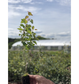 Giovane pianta di Pero comune (Pyrus communis)