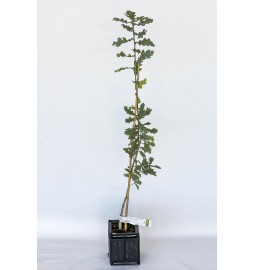Plant truffier de chêne pédonculé (quercus pedonculata) mycorhizé truffe noire du périgord (tuber melanosporum)
