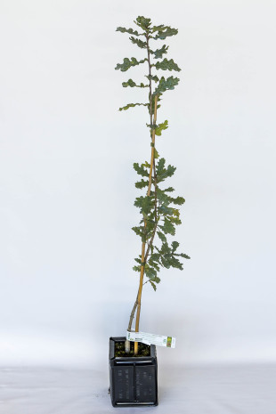 Plant truffier de chêne pédonculé (quercus pedonculata) mycorhizé truffe noire du périgord (tuber melanosporum)