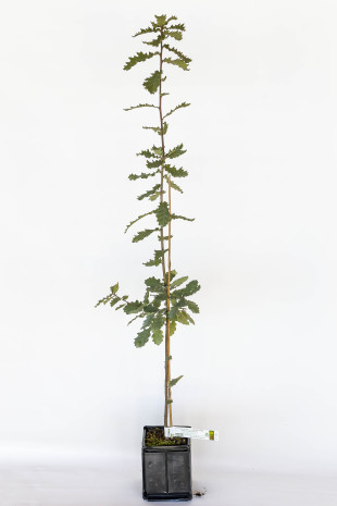 Plant truffier de chêne pubescens (quercus pubescens) mycorhizé truffe noire du périgord (tuber melanosporum)