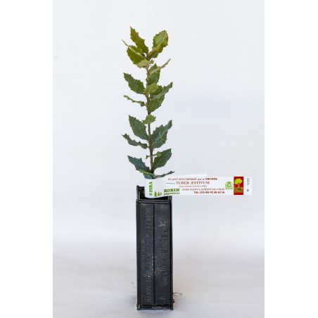 Truffle plant of evergreen oak (quercus ilex) mycorrhized with Burgundy truffle (tuber uncinatum)