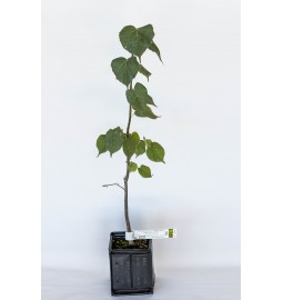 Truffle plant of basswood (tilia cordata) mycorrhized with black truffle (tuber melanosporum)